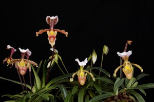 Paph. barbigerum varieties JC